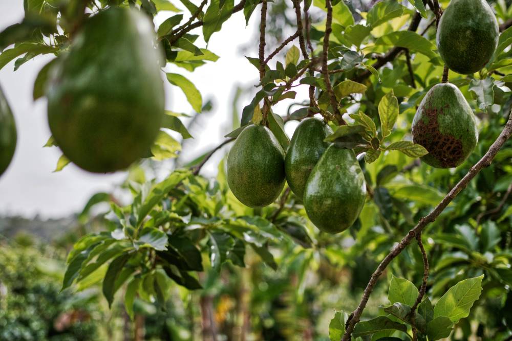 fettarme ernährung - avocados